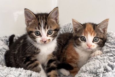 Stray cat saves kittens from danger before being killed on road