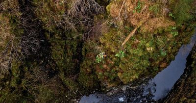 Experts scale gorge to save Highlands beauty spot from invasive plants