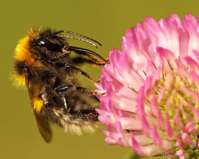 Glitching maps, missing bees and antique cheese – take the Thursday quiz