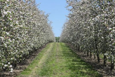 Premium cider sales show fizz despite flat drinks market