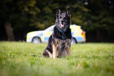 Charity asks government to fund retired police dogs’ costly care