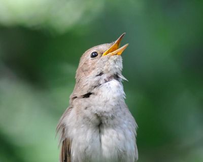 Labour using Brexit to weaken nature laws, MPs say