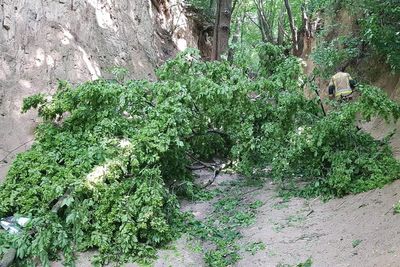 Several children injured on school trip after huge branch falls from tree in Polish gorge