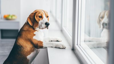 Separation anxiety in dogs: How to help your pet feel happy home alone