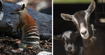 13 Animals That Start With “N” That Almost Sound Made Up