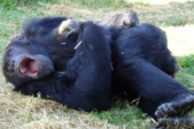 Chimpanzees can ‘catch’ yawns even from robots – leaving scientists perplexed