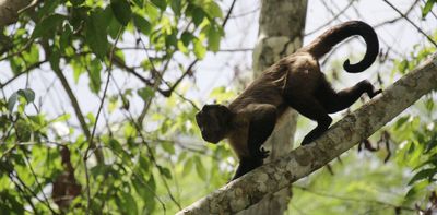 Ethnoprimatology: research examines the traditional knowledge of Indigenous peoples about primates in their territories