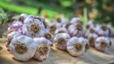 How to grow garlic – professional tips for all you need to know, from planting to harvesting