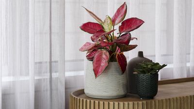 What is Biophilic design, and why is it taking over the workplace?
