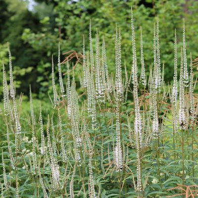 6 of the best plants for clay soil – these shrubs and flowering plants will thrive in this challenging soil type