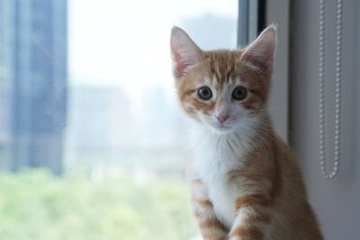 Welcome to kitten season, when animal shelters need all the help they can get