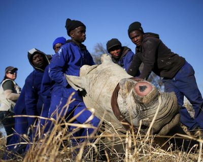 Dehorning rhinos reduces poaching by 80%, study finds