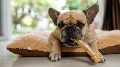 Is rawhide bad for dogs? A vet weighs up the risks and benefits