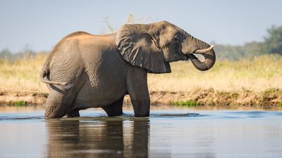 Zimbabwe Plans to Kill 50 Elephants in 2025 After Culling 200 Last Year: Here's Why