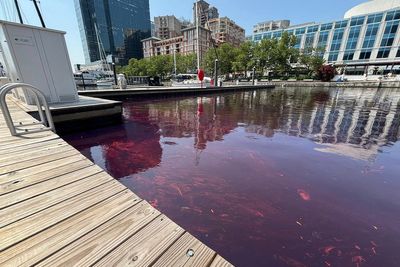 Clean-up underway after 2,000 gallons of fuel spill in Baltimore Harbor from leak at Johns Hopkins Hospital