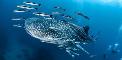 We tracked 13,000 giants of the ocean over 30 years, to uncover their hidden highways