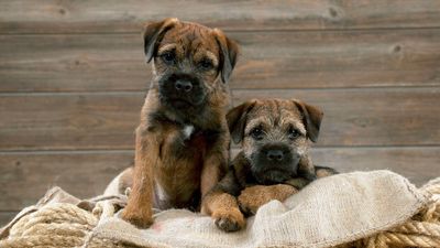 Border Terriers might be small but their personality packs a punch