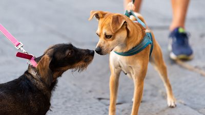 Trainer shares 4 reasons why she doesn’t let her dog greet others on a leash