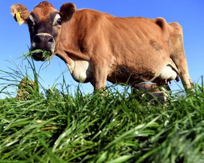 Butter madness: New Zealanders turn to churning as price of dairy staple soars