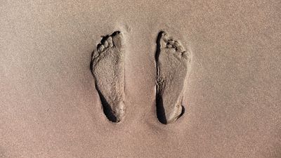 Human evolution news, features and articles