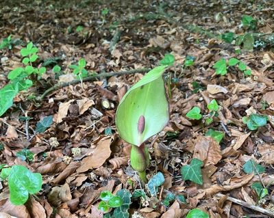 Country diary: There’s some hot chemistry going on in the woods