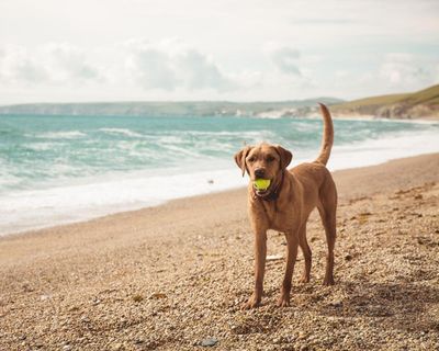 ‘The hotel had a dog spa’: readers’ favourite dog-friendly holidays