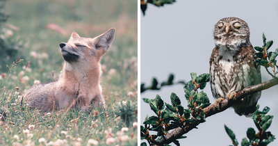 30 Awe-Inspiring Wildlife Shots Taken By Jürgen Schulmeister