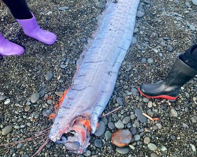 Three giant ‘doomsday fish’ wash up in one week, but harbinger of calamity a damp squib, say experts
