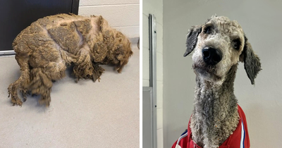 From Matted And Lonely To Clean And Loved: The Incredible Transformation Of Crawfish The Poodle