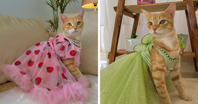 Meet August, The Fashion-Forward Cat Taking The Internet By Storm (40 Pics)
