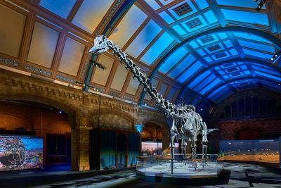 Why the UK loves Dippy the Dinosaur so much
