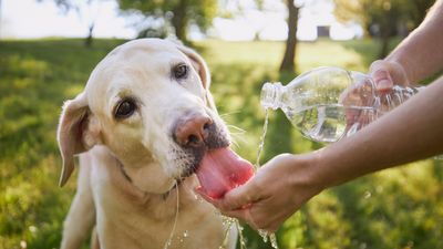 Dehydration in dogs: Signs, causes and when to see a vet