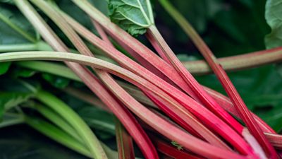 Act fast if you see rhubarb bolting – an experienced grower reveals why it ruins harvests, and how to deal with it quickly