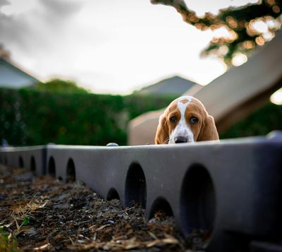 These 8 Dog Breeds Struggle the Most With Loud Noises
