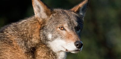 Beyond de-extinction and dire wolves, gene editing can help today’s endangered species