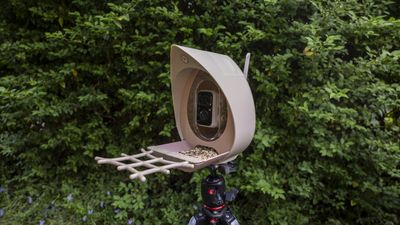 PeckPerk bird feeder camera review: If you're branching out into AI birdwatching, is this the smart option?