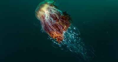 Warning issued over 'deadly' jellyfish spotted on Scottish beaches