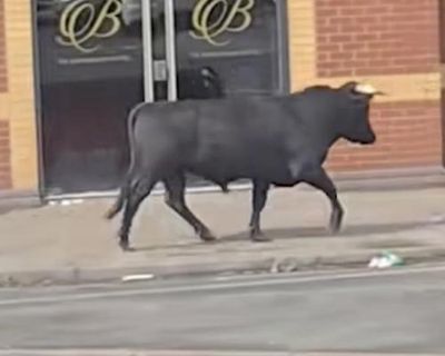 ‘It just seemed lost’: bull runs loose around streets of Birmingham
