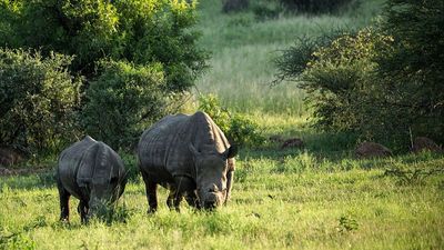 Does cutting off rhinos’ horns protect them from poachers? New study supports controversial approach