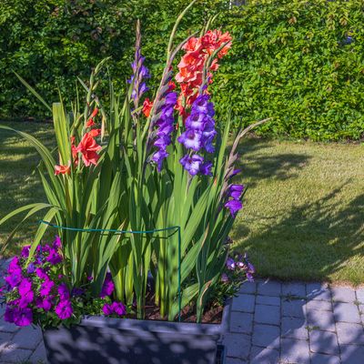 How to plant gladiolus bulbs in pots – an easy guide to bringing these beautiful blooms to your container garden