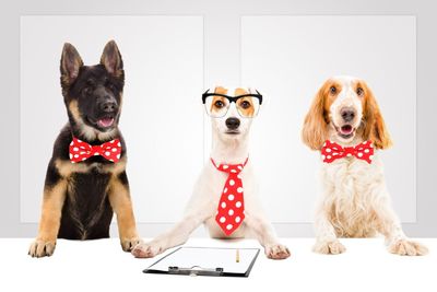 5 Smartest Dog Breeds Vets Say You Should Never Underestimate
