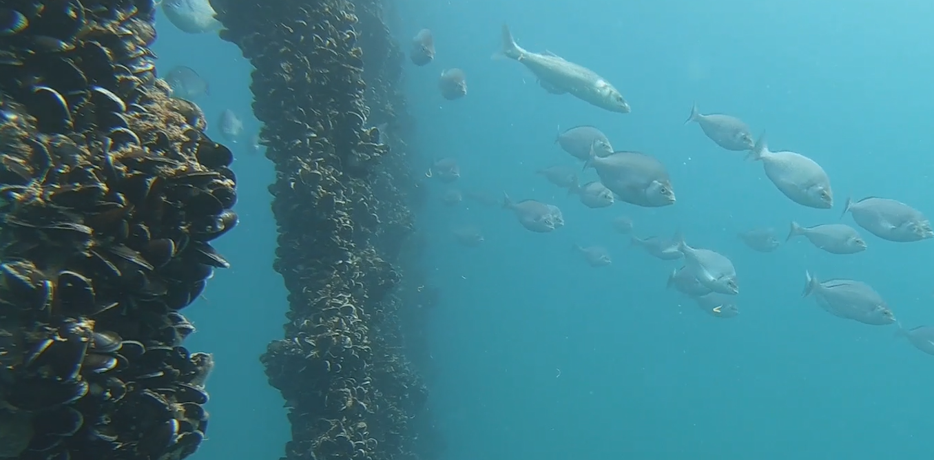 Mussel power: how an offshore shellfish farm is…