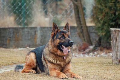 These 4 Dog Breeds Have Dangerous Health Defects Most People Don’t Know About