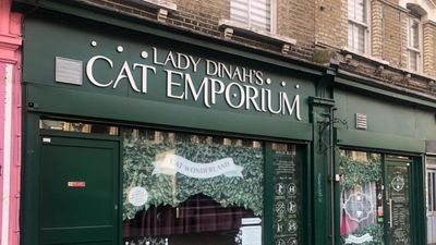 Britain's longest-running cat café faces closure 'after falling into uncontrollable debt'