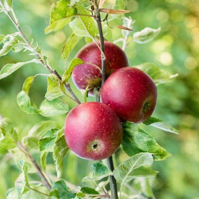Save fruit trees from the 'June drop' – the one thing Monty Don says you need to do to ensure a bigger, healthier harvest