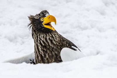Funniest photos from the 2025 Nikon Comedy Wildlife Awards (so far!)