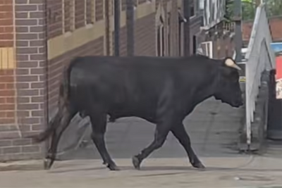 Bull on the loose charges through streets of Birmingham