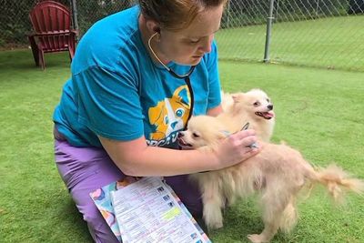 101 dogs living in packed, filthy conditions removed from North Carolina home