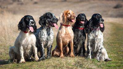 15 charming spaniel breeds to choose from