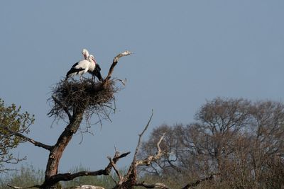 Conservationists celebrate as long-vanished bird returns to the UK